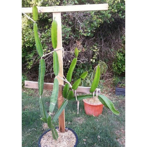 Red Dragon Fruit Plant