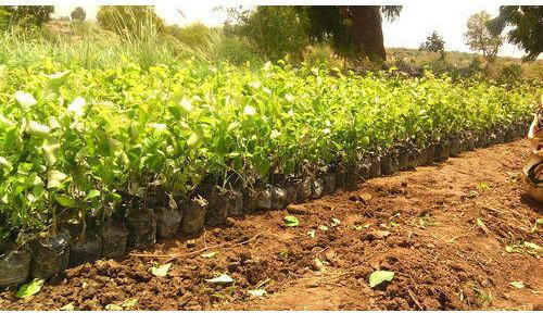 Thai Apple Ber Plant