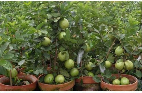 Organic Thai Guava Plant
