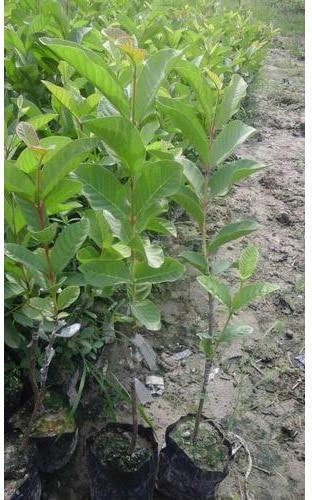 Organic VNR Guava Plant