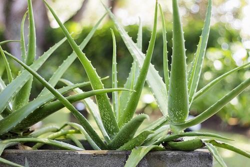 Aloe Vera Baby Plants