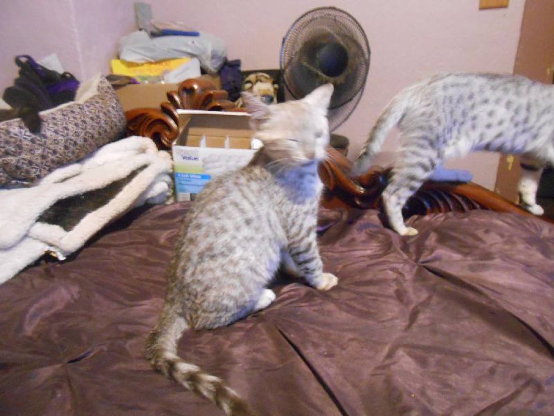 Egyptian Mau Available