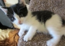 Manx X Kittens For Sale