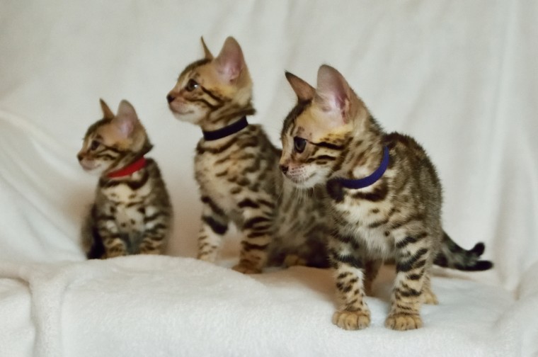 Stunning Litter Of Brown Rosetted Bengal Kittens