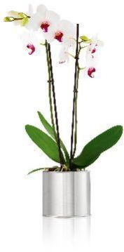 Stainless Steel Planters