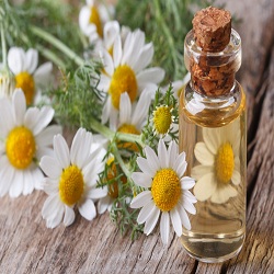 Organic Chamomile Oil