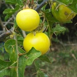 Organic Kantikari Herb