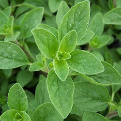 Organic Marjoram Herb