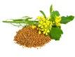 Organic Mustard Seeds