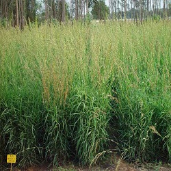 Organic Palmarosa Herb