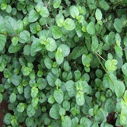 Organic Punarnava Herb