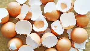 Egg Shell powder