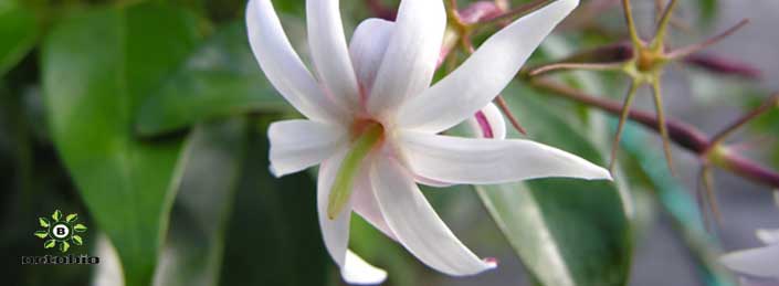 Jasmine Grandiflorum