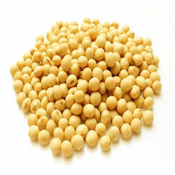 Soybean