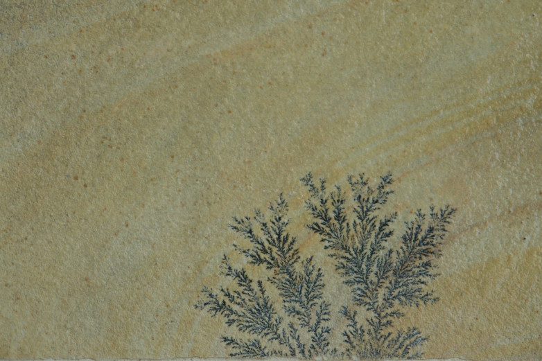 Mint Fossil Sandstone