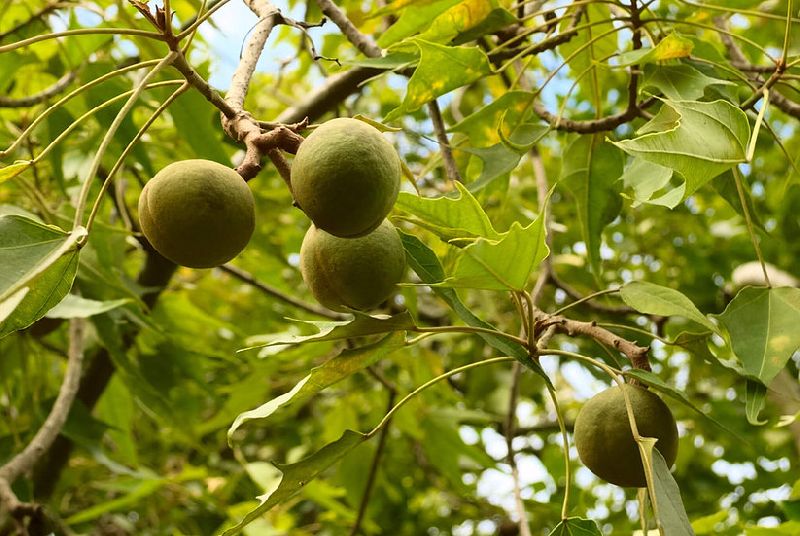 Kukui Nut Oil