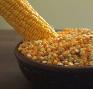 yellow maize