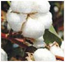 raw cotton