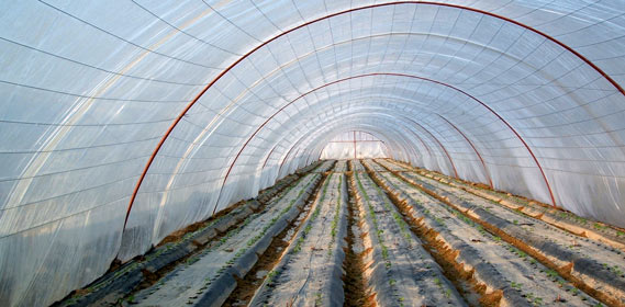 poly tunnels
