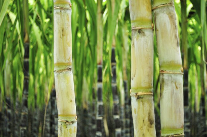 Amol Sugar Cane