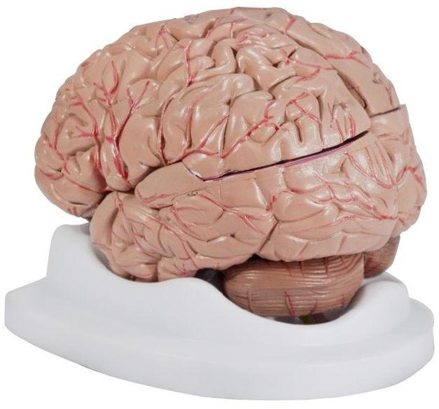 brain models