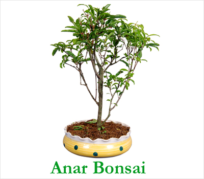 Anar Bonsai