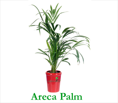 Areca Mini Palm