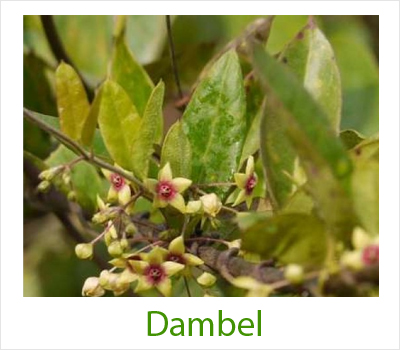 Dambel medicinal plant