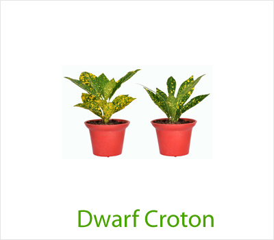 Dwarf Croton
