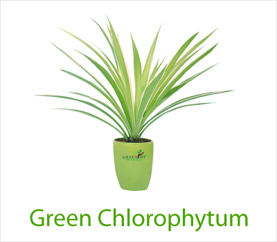 Green Chlorophytum