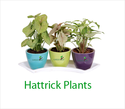 Hattrick Plants