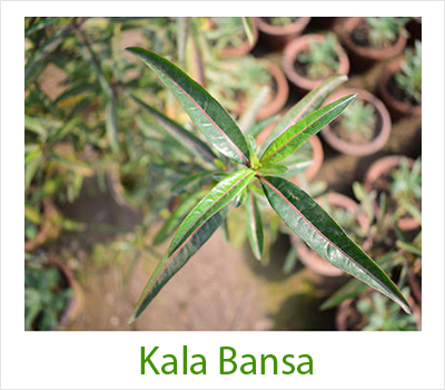 Kala Bansa medicinal plant
