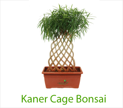 Kaner Cage Bonsai