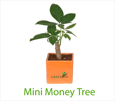 Mini Money Tree