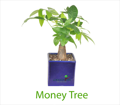 Indoor money tree
