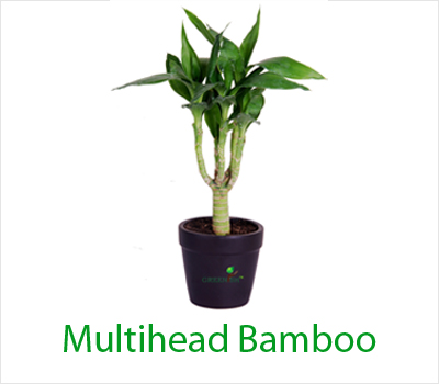 Multihead Bamboo