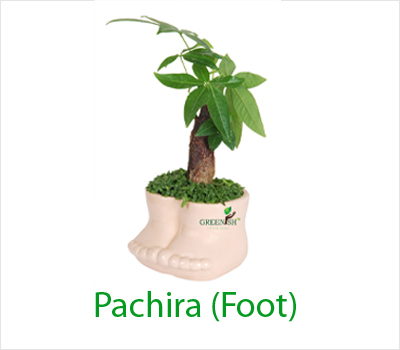 Pachira Foot