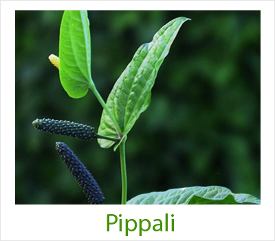 Pippali Plants