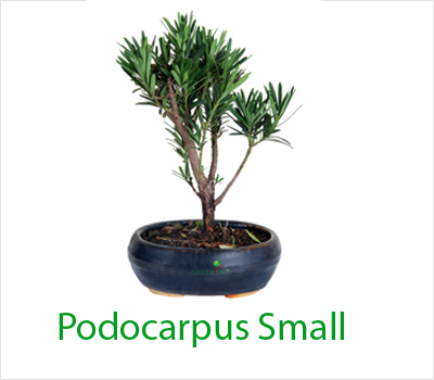Podocarpus Small