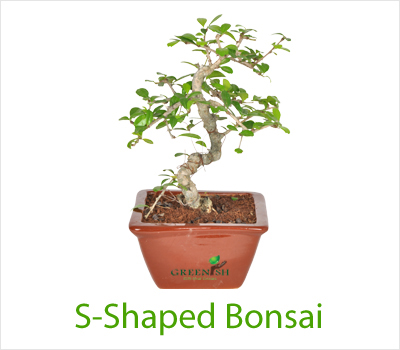 S shape Bonsai