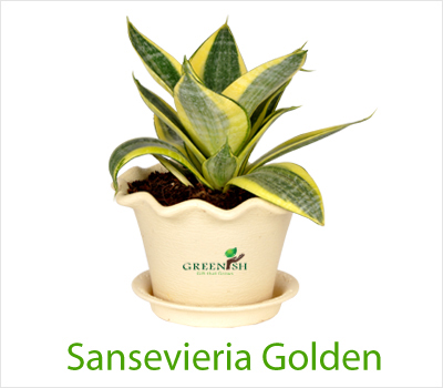 Sansevieria Golden