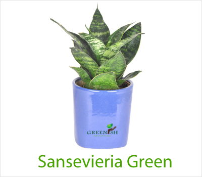 Sansevieria Green