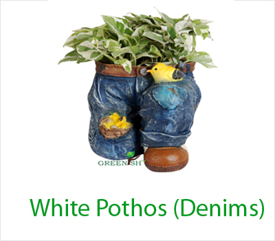 White Pothos Denim