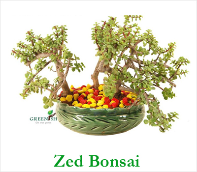 Zed Bonsai