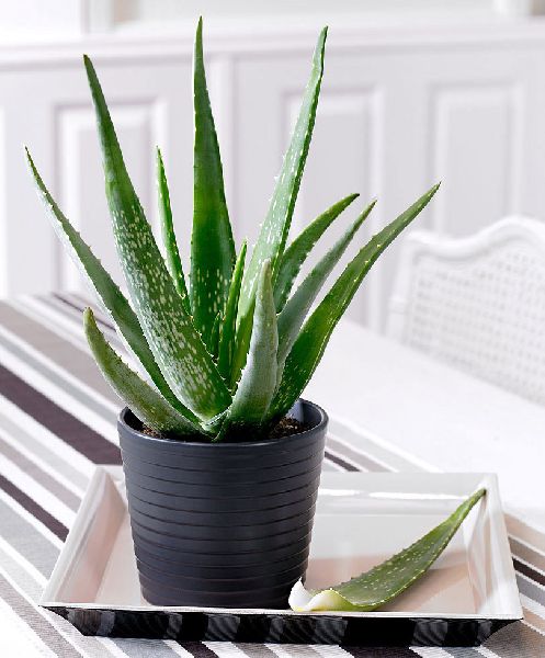 Barbdendesis Millar Organic aloevera plants, for Cosmetic, Medicines, Feature : Insect Free