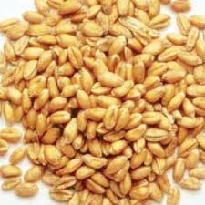 Organic Wheat Seeds, for Food