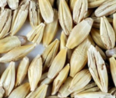 Barley Seed