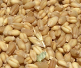 Grain Sorghum