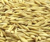 Oats Seed