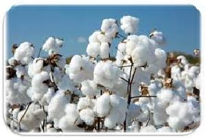 raw cotton